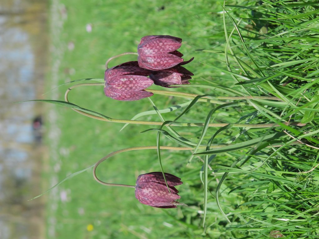 Fritillaria meleagris